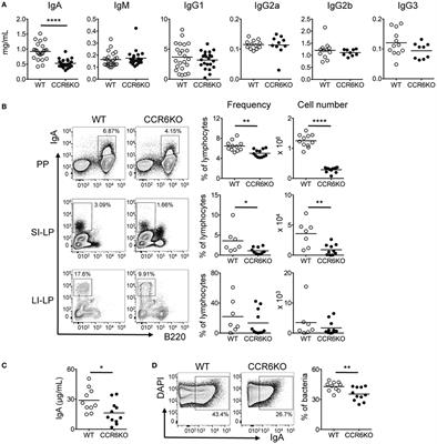 CCR6 Deficiency Impairs IgA Production and Dysregulates Antimicrobial Peptide Production, Altering the Intestinal Flora